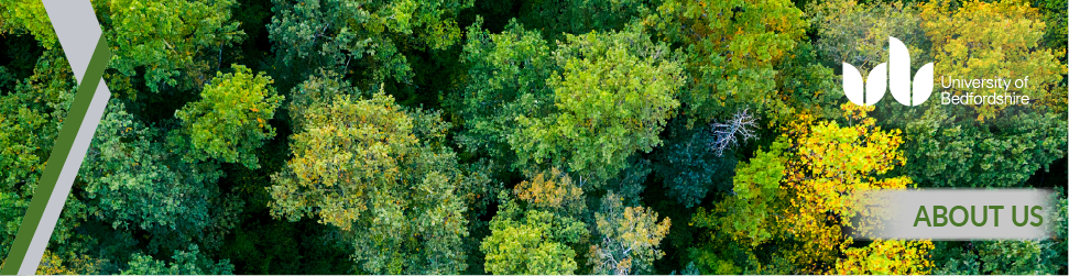 bird's-eye-view of a forest